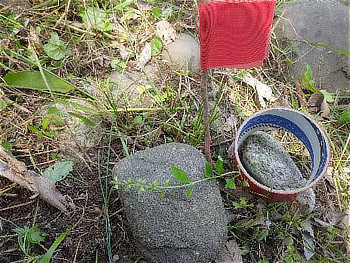 今回は10㎝程度の小さな株が1本開花していました。