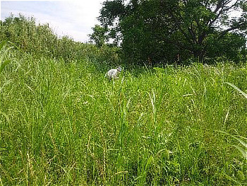 窪地の中はできるだけ表面の草や葉を取り除いています