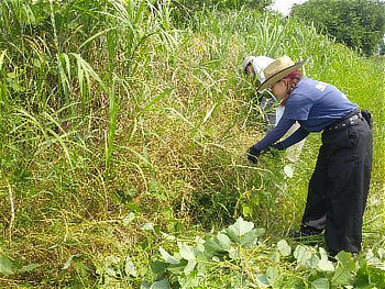 窪地の中はできるだけ表面の草や葉を取り除いています