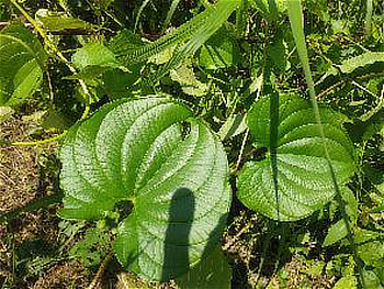 オギ草地を覆うニガカシュウの葉