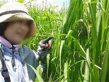 オギ草地で見つけたカヤネズミの巣を指さす参加者