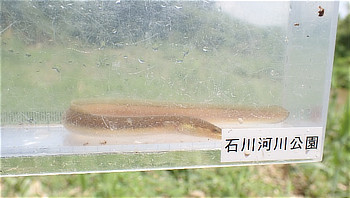 観察ケースに入れられた貴重なウナギの幼魚
