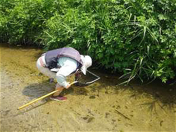 川岸の茂みに網を入れ、腰をかがめて水生生物を採取（ガサガサ）する様子
