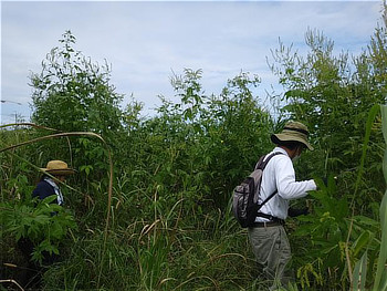 背の高い草が生い茂る場所で、麦わら帽子をかぶりリュックを背負った参加者が除草作業を行う様子