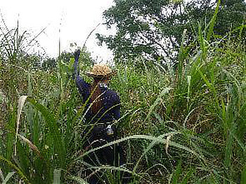 背丈を超える雑草の奥へ分け入り、手を挙げて作業位置を示す参加者