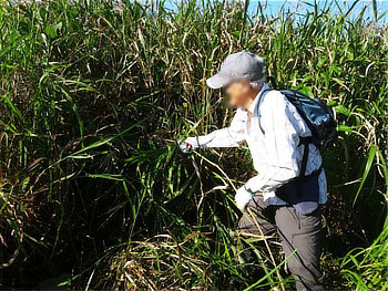 背の高いオギ草地に生えるツルを、草地に入らず周囲から確認して引き抜くボランティア参加者