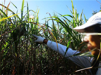 背丈を超える雑草の奥へ分け入り、手を挙げて作業位置を示す参加者
