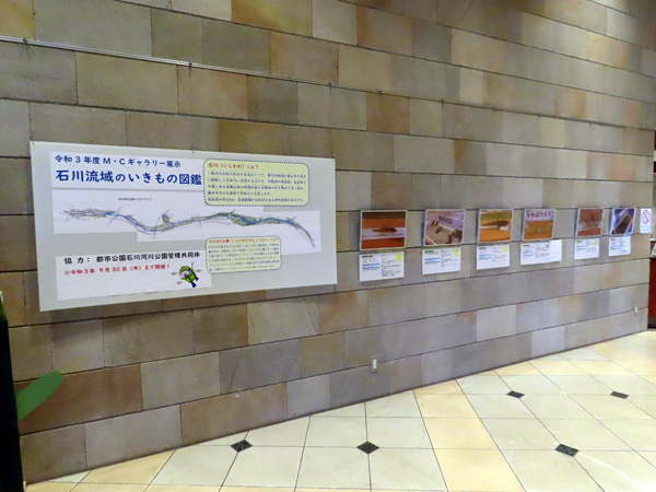 Ｍ・Ｃギャラリー展示「石川流域のいきもの図鑑」