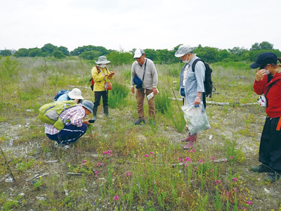初夏の「自然ゾーン」散策 植物観察会～準絶滅危惧種「カワヂシャ」を見に行こう！