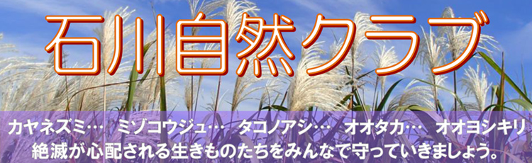 2024年度石川自然クラブのご案内ページへのバナーリンク画像