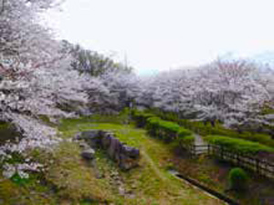 桜のイメージ