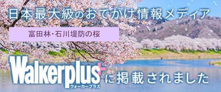 富田林・石川堤防の桜：ウォーカープラス花見特集バナー