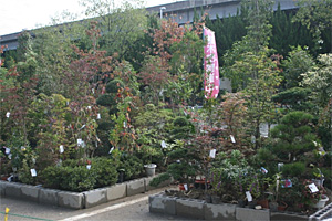 植木市 大阪府営5公園ポータル いこいこ おおさかの公園 イベント 大阪府営5公園ポータル いこいこ おおさかの公園