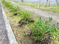 創美工芸さんによる「植樹&清掃ボランティア」 創美工芸さんによる「植樹&清掃ボランティア」