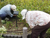 シャクヤク株分け講習会レポート