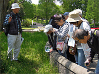 レッツ久宝探検隊「春の野草観察会 名も知らない草木とお友達になろう」4月28日 レッツ久宝探検隊「春の野草観察会 名も知らない草木とお友達になろう」4月28日