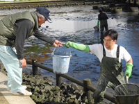 どび流し in 久宝寺緑地 北地区心字池 レポート どび流し in 久宝寺緑地 北地区心字池 レポート