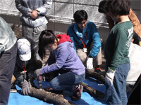 レッツ久宝探検隊「キノコの菌打ち」3月22日 レッツ久宝探検隊「キノコの菌打ち」3月22日