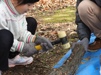 レッツ久宝探検隊「シイタケの菌打ち」