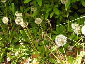 「春の植物観察会」～名も知らない草木とお友達になろう～