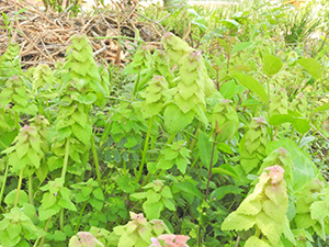 春の野草観察会 と カブトムシの調査（レッツ久宝探検隊）