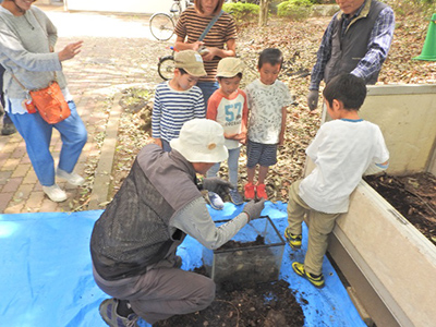 春の野草観察会 と カブトムシの調査（レッツ久宝探検隊）