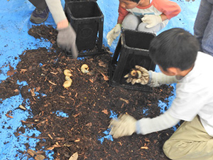 春の野草観察会 と カブトムシの調査（レッツ久宝探検隊）