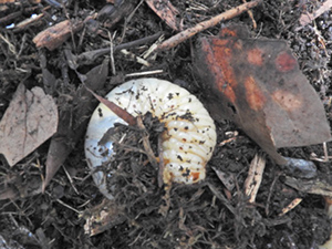 春の野草観察会 と カブトムシの調査（レッツ久宝探検隊）