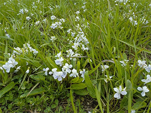 レッツ久宝探検隊「春の自然を覗いて見よう」4月28日（日）