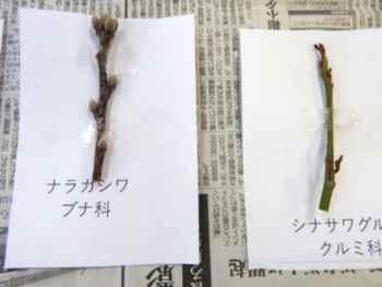 レッツ久宝探検隊「落葉アートを作ってみよう」