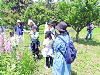 久宝寺緑地内に生える野草を実際に観察