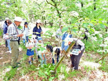 久宝寺緑地内に生える野草を実際に観察