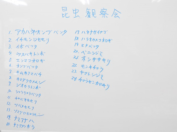 24種類の昆虫採集ができました