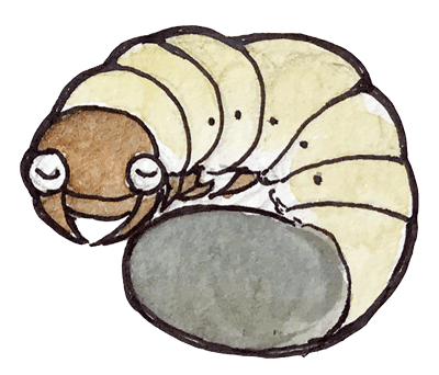 カブトムシの幼虫イラスト