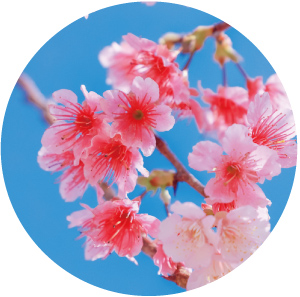 寒緋桜イメージ