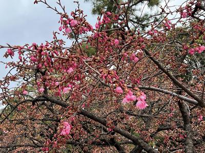 住之江公園の寒緋桜画像