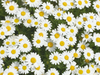 ノースポ－ル