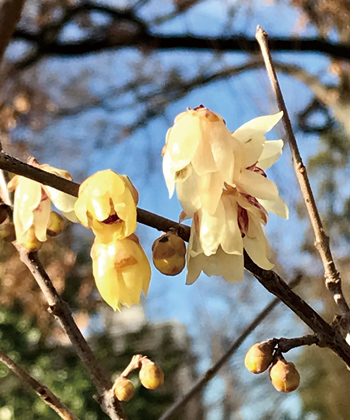 蝋梅の花