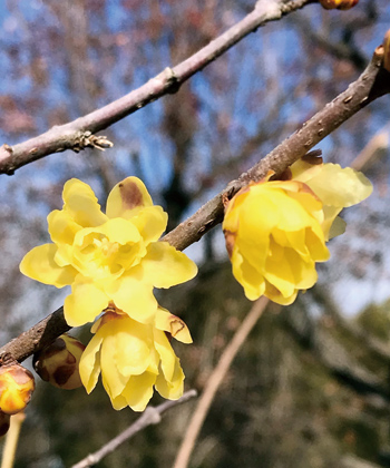 蝋梅の花