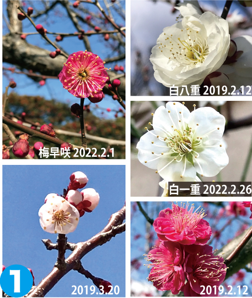 5つのウメ画像（梅早咲 2022.2.1、白八重 2019.2.12、白一重 2022.2.26、2019.2.12、2019.3.20撮影）