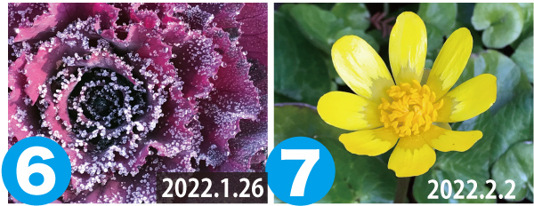 ハボタン（2022.1.26撮影）とヒメリュウキンカ（2022.2.2撮影）画像