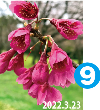 カンヒザクラ（寒緋桜）（2022.3.23撮影）画像