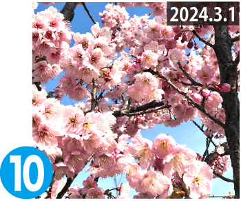 カワヅザクラ（河津桜）（2024.3.1撮影）画像