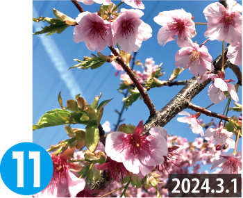 ヨウコウザクラ（陽光桜）（2024.3.1撮影）画像