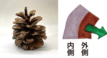 雨にぬれたときの松ぼっくりの写真と松ぼっくり鱗片の断面イラスト
