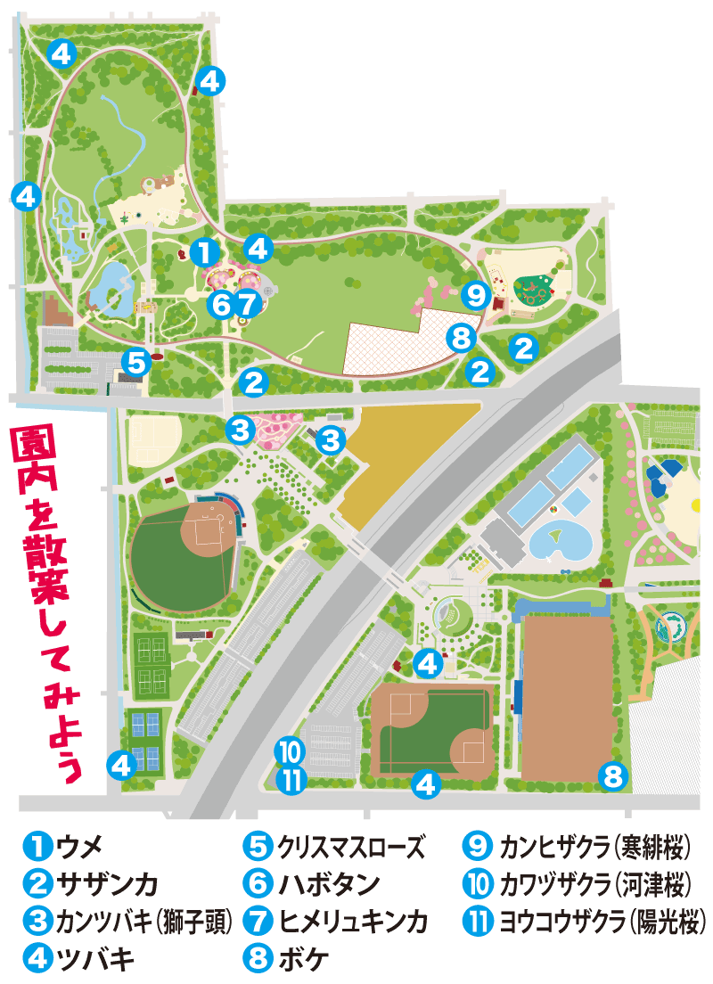 園内図：1.ウメ　2.サザンカ　3.カンツバキ（獅子頭）　4.ツバキ　5.クリスマスローズ　6.ハボタン　7.ヒメリュキンカ　8.ボケ　9.カンヒザクラ（寒緋桜） 10.カワヅザクラ（河津桜） 11.ヨウコウザクラ（陽光桜）