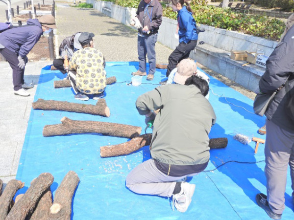 シイタケの菌打ち作業を行います
