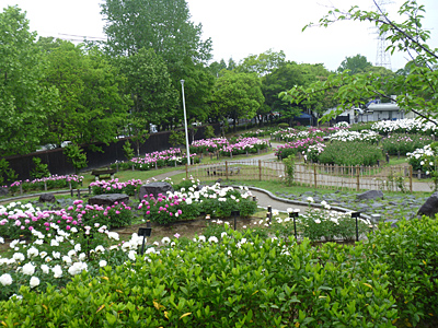 シャクヤク園の開花情報