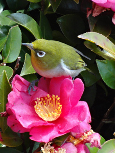 緑地の中の野鳥14 メジロ　写真提供：道明義弘さん