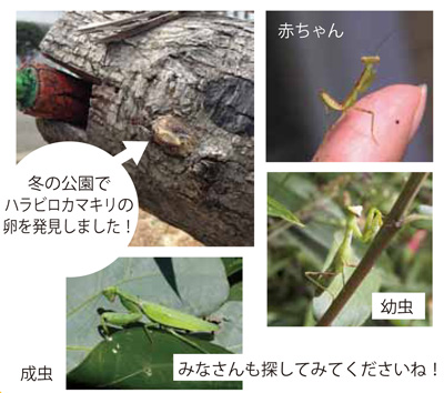 久宝寺緑地しんぶん VOL20：緑地の中の生きものたち